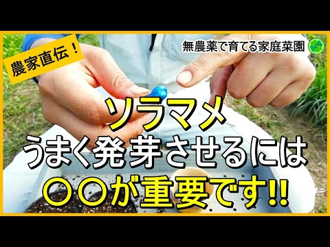 【そら豆栽培】これだけは注意したい種まき～苗作りのコツ【有機農家直伝！無農薬で育てる家庭菜園】　24/10/22