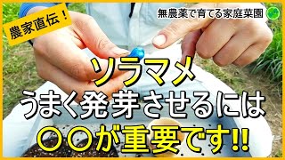 【そら豆栽培】これだけは注意したい種まき～苗作りのコツ【有機農家直伝！無農薬で育てる家庭菜園】　24/10/22