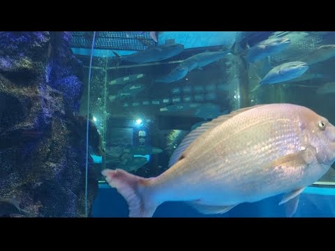 #116 魚津水族館UOZU AQUARIUM /SLEEPING BEAUTY FISH/