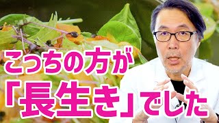 1日1食と1日3食、どちらが美容と健康にいいですか？