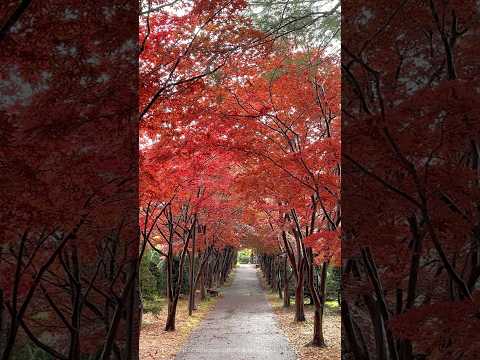 雨上がりの平岡樹芸センター2024/11/3#平岡樹芸センター #Shorts #紅葉