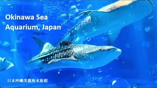 Okinawa Sea Aquarium, Japan 。日本沖繩美麗海水族館。