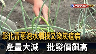 青蔥泡水爛根又染炭疽病 產量減批發價飆高－民視台語新聞