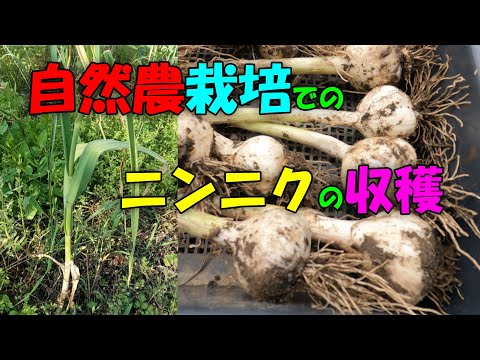 【ニンニク】自然農栽培のにんにく収穫