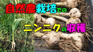 【ニンニク】自然農栽培のにんにく収穫