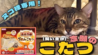 猫専用こたつを手に入れた【飼い主の夢🐅】