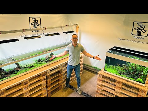 Tropica's Interzoo 2024 Aquascapes - 28 DAYS OLD!!