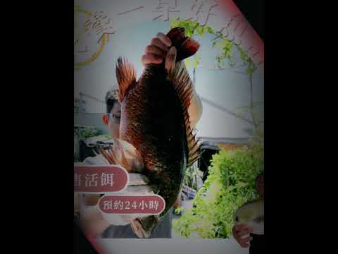 漁夫養出一池好魚計畫  年終倒數五天