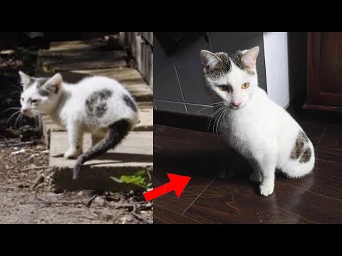 Two-Legged Kitten Rescued From A Yard Stuns His Rescuers With What He Can Do