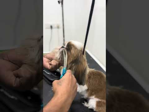 how to cut hair Shihtzu  Grooming Time 🐾🐶