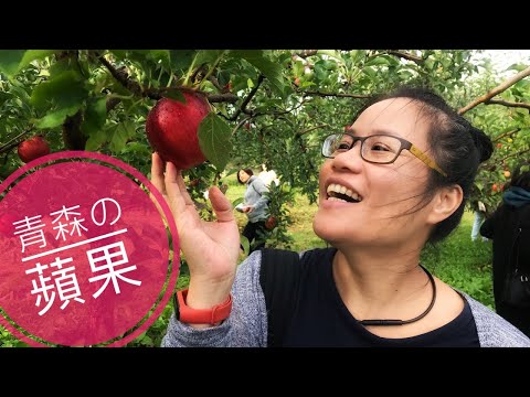 很慢ㄟ在欉紅的青森蘋果 | 為什麼日本就連稻田也這麼美啊 | 青森縣 | 富士蘋果 | 土岐蘋果 | 蘋果霜淇淋 | 日本東北