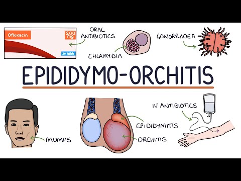 Understanding Epididymo-orchitis