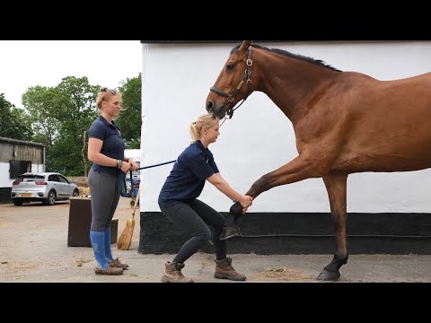 Horse Exercises | Forelimb Protraction Stretch