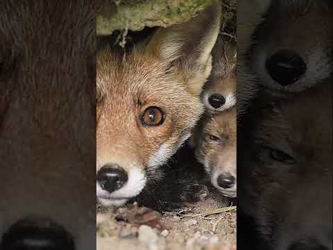 Australia's Unique Ecosystem: Unraveling the Interconnections 🌿🐾