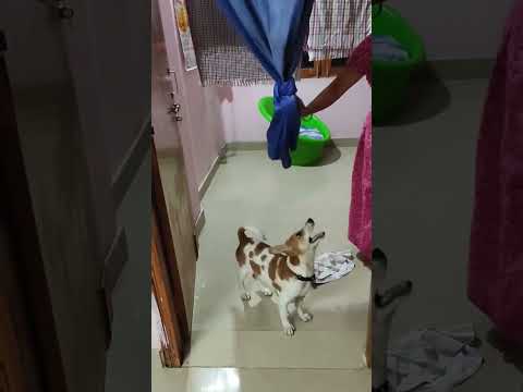 #shorts  Cute Dog #rocket Playing #pets #puppy