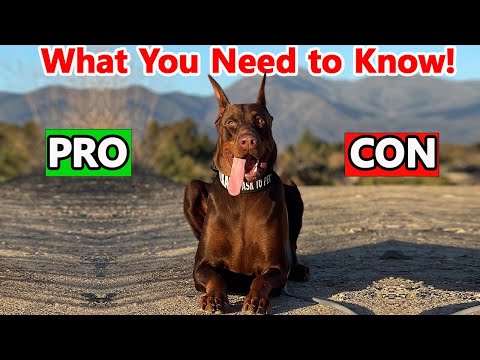 Doberman Pinscher: The Pros & Cons of Owning One