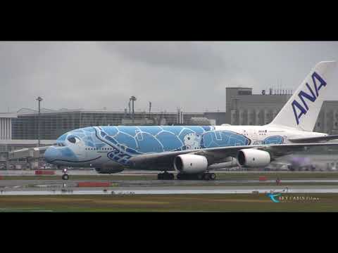 "ANA FLYING HONU、国内初のチャーターフライトが雨天の新千歳に到着!! " All Nippon Airways Airbus A380-841 JA381A