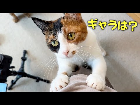 動画に出演していただいた猫たちへギャラを払わせていただきます。