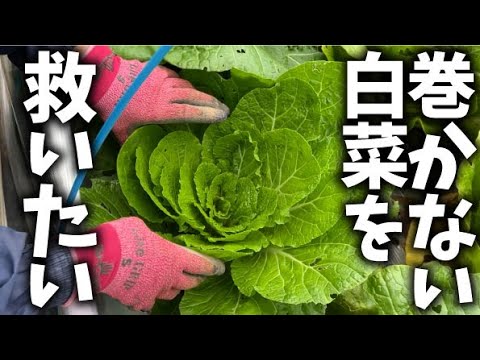 【白菜結球】玉にならない白菜をなんとか結球するようにいろいろやってみました【白菜】