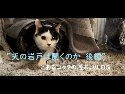 【ねこによる。ｃｈ】天の岩戸は開くのか ”後編" ＃保護猫 ＃野良猫 ＃猫飼い初心者