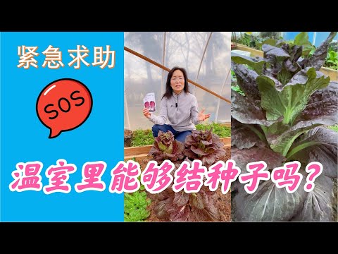 白菜在温室内能够留种吗？没有风媒和昆虫授粉植物能够结种子吗？