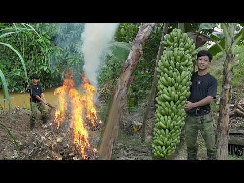 2 year living in forest, Harvest Big Bananas to market sell, Prepare land grow vegetables