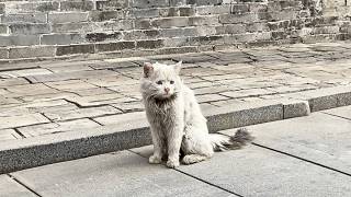 beautiful stray cat waited six months, trusting the girl who fed him would return to take him home.😭