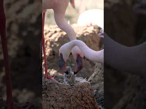 Two Flamingo Dads Foster Chick