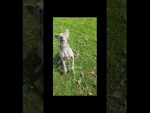 Reggie the silly boy #shorts #funny #funnydogs #weimaraner #dog #tiktok