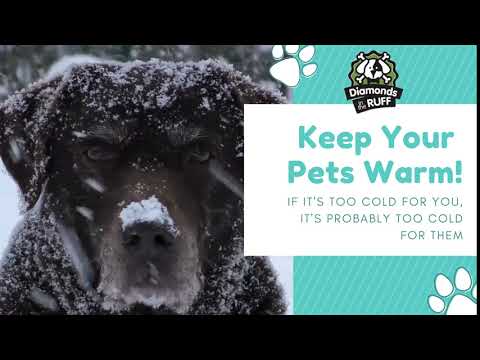 Keep Your Pets Warm - Diamonds in the Ruff