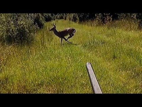 SC Deer Dog Drives 9/23/2023: Billy puts smack down on a nice buck.