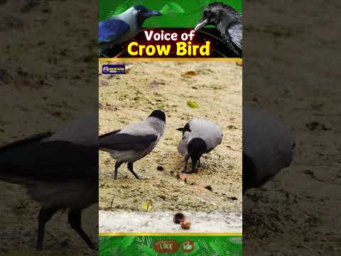 Crow Bird Sound | Symbols of Mystery | Creative Nature #crow #birds #shorts