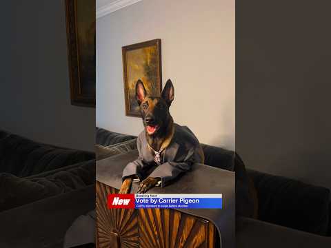 #malinois #morning #weatherupdate #dog #cutedog #funnydogvideos