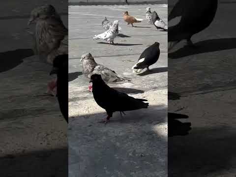 Beautiful Iranian pigeons 🕊😍 #shorts