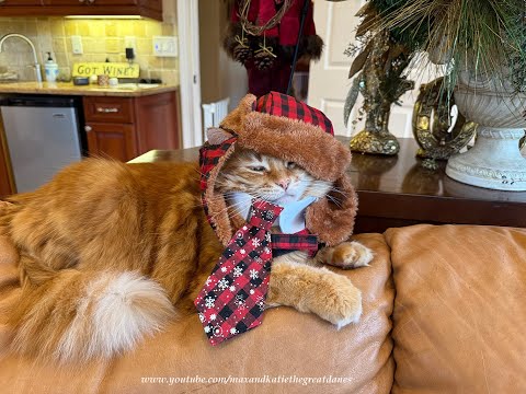 Fa La La Laaa Funny Patient Fashionista Cat With Christmas Party Advice