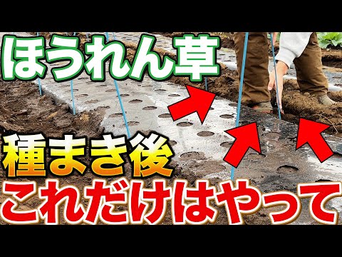 【育ちません】この時期からほうれん草栽培するなら〇〇するしかない！