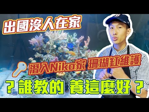 【藍箱水族】密室逃脫的Niko的魚缸保養日！拿著客戶鑰匙，潛入客戶家！