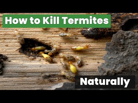 How to Kill Termites Naturally Without Harmful Chemicals!