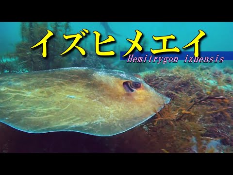 [ Izu stingray ] A new ray from the Izu Peninsula / Hemitrygon izuensis