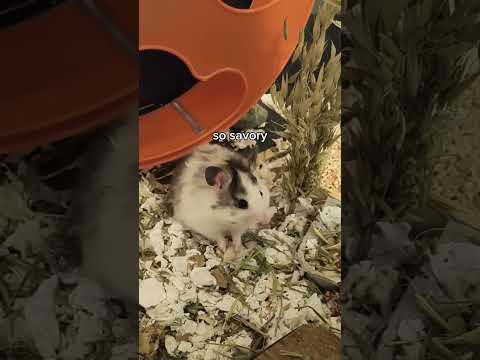 My Hamster Tries Chicken for the First Time! 🐹🐔 #hamsters #tastetest #food #cute