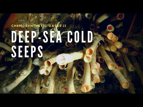 The Peculiar Life of Cold Seeps