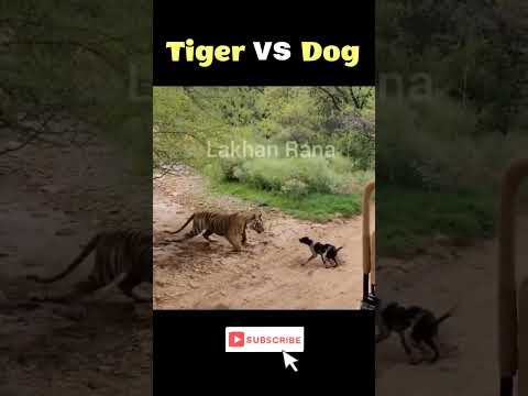 tiger vs dog 😳😱 #shortvideo #descovery #viral