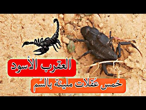 العقرب الأسود: رحلة إلى عالم السمية القاتلة