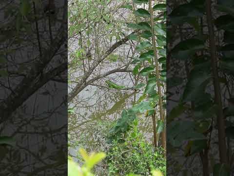 湖邊綠鬣蜥!! Green Iguana by the lake!! #wildlife #nature #lizard