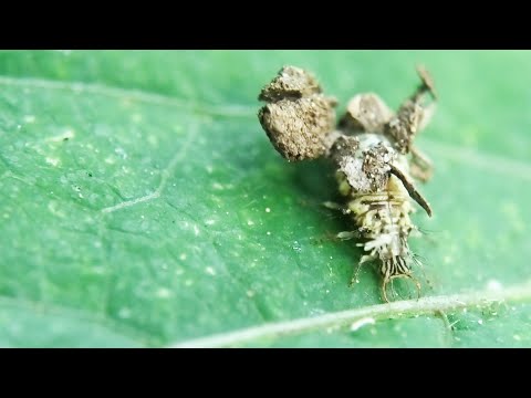 葉っぱの上で動く小さなゴミ屑クサカゲロウの幼虫