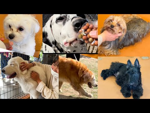 DOG ZOO tour in Japan | Kawaii