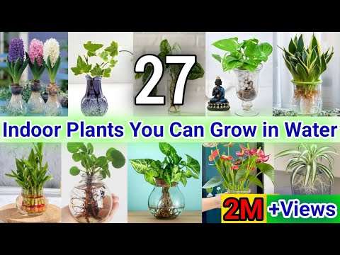 27 Indoor Plants You can grow in Water |Best Indoor plants no need soil to grow | Indoor House Plant