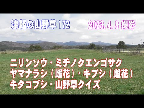 津軽の山野草172(ﾆﾘﾝｿｳ、ﾐﾁﾉｸｴﾝｺﾞｻｸ、ﾔﾏﾅﾗｼ、ｷﾌﾞｼ、ｷﾀｺﾌﾞｼ、山野草ｸｲｽﾞ)