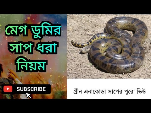 মেগ ডুমুর সাপ ধরার নিয়ম। | Hasib Tech Bangla | মেগ ডুমুর সাপ কিভাবে ধরে দেখেন @HasibTechBangla