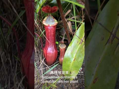 Nepenthes eustachya 真穗猪笼草